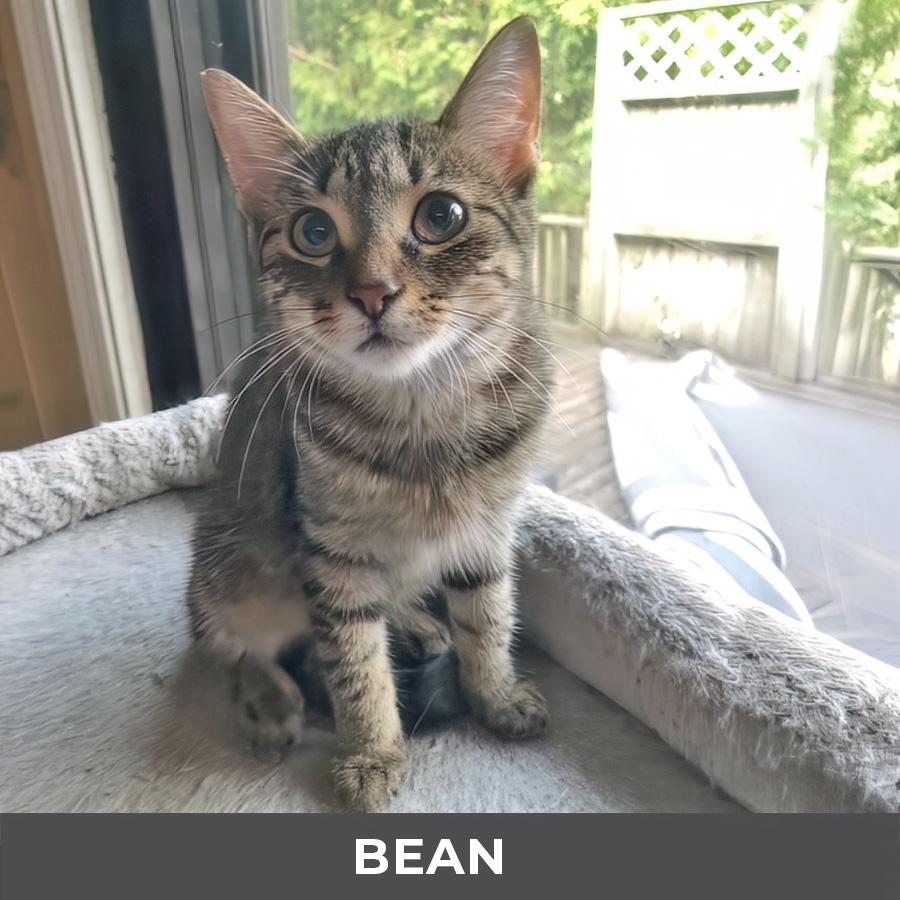 Enlarge Bean, an adoptable Domestic Short Hair in Etobicoke, ON image 2/3