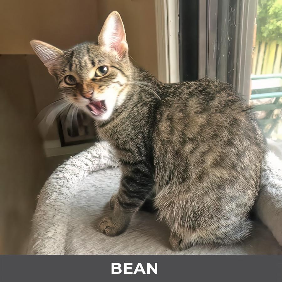 Enlarge Bean, an adoptable Domestic Short Hair in Etobicoke, ON image 3/3