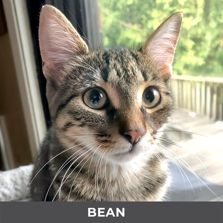 Bean, adoptable, Kitten Female Domestic Short Hair.
