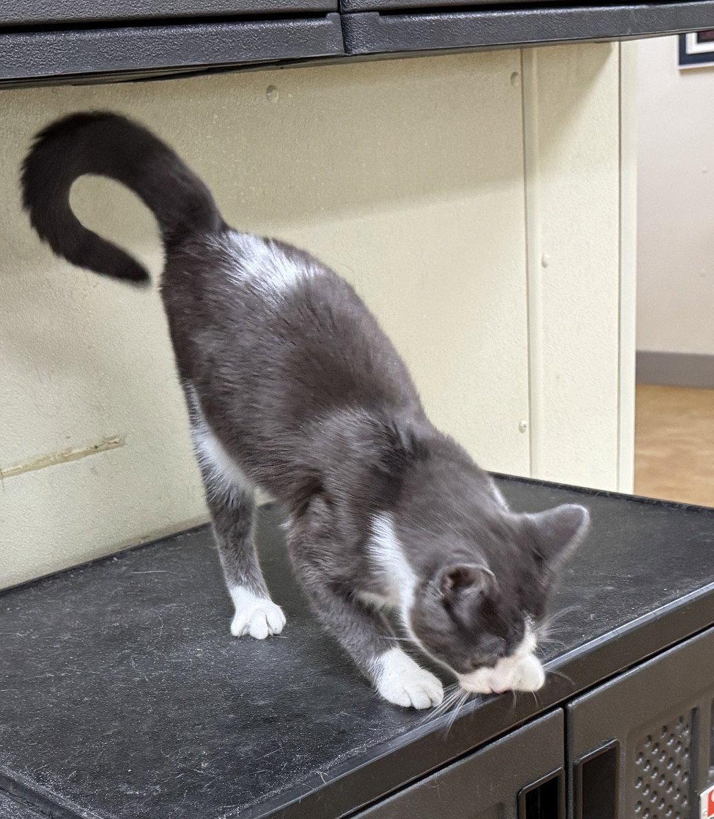 Dusty, Adopted, Adult Male Domestic Short Hair.
