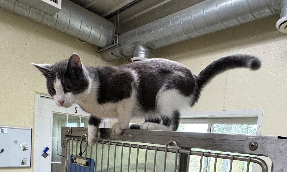 Dusty, a Adopted Domestic Short Hair in Austin, MN image 2/2