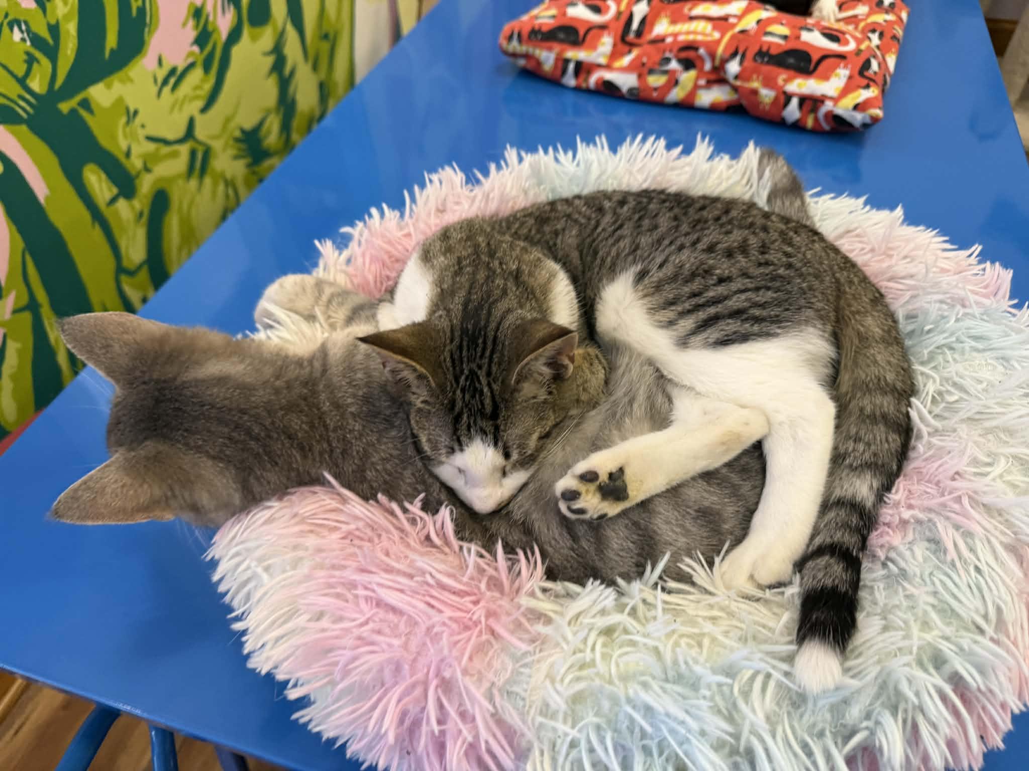 Enlarge Alvin and Simon (Café) , a ADOPTABLE Tabby in West Lafayette, IN image 3/4