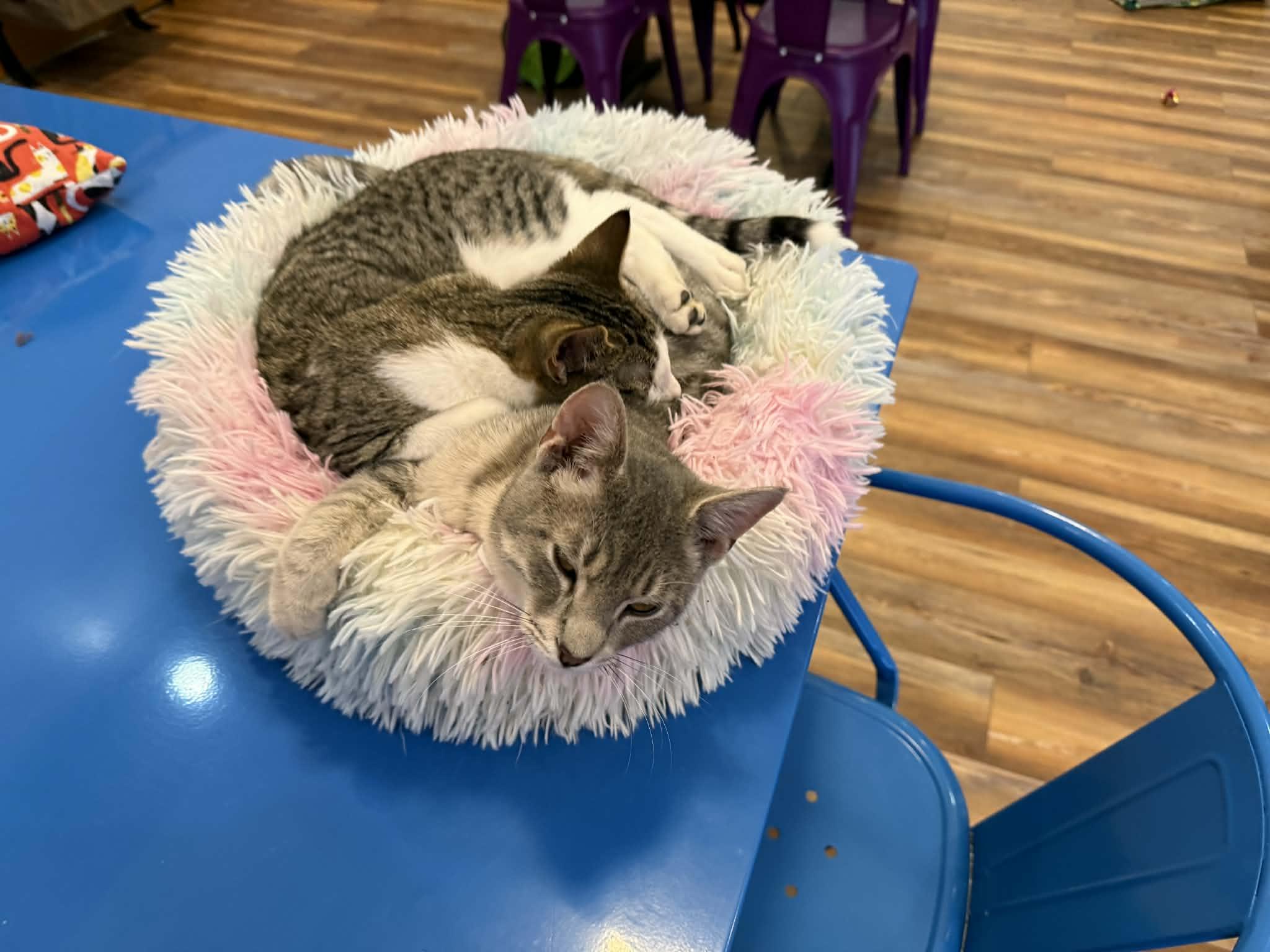 Enlarge Alvin and Simon (Café) , a ADOPTABLE Tabby in West Lafayette, IN image 2/4