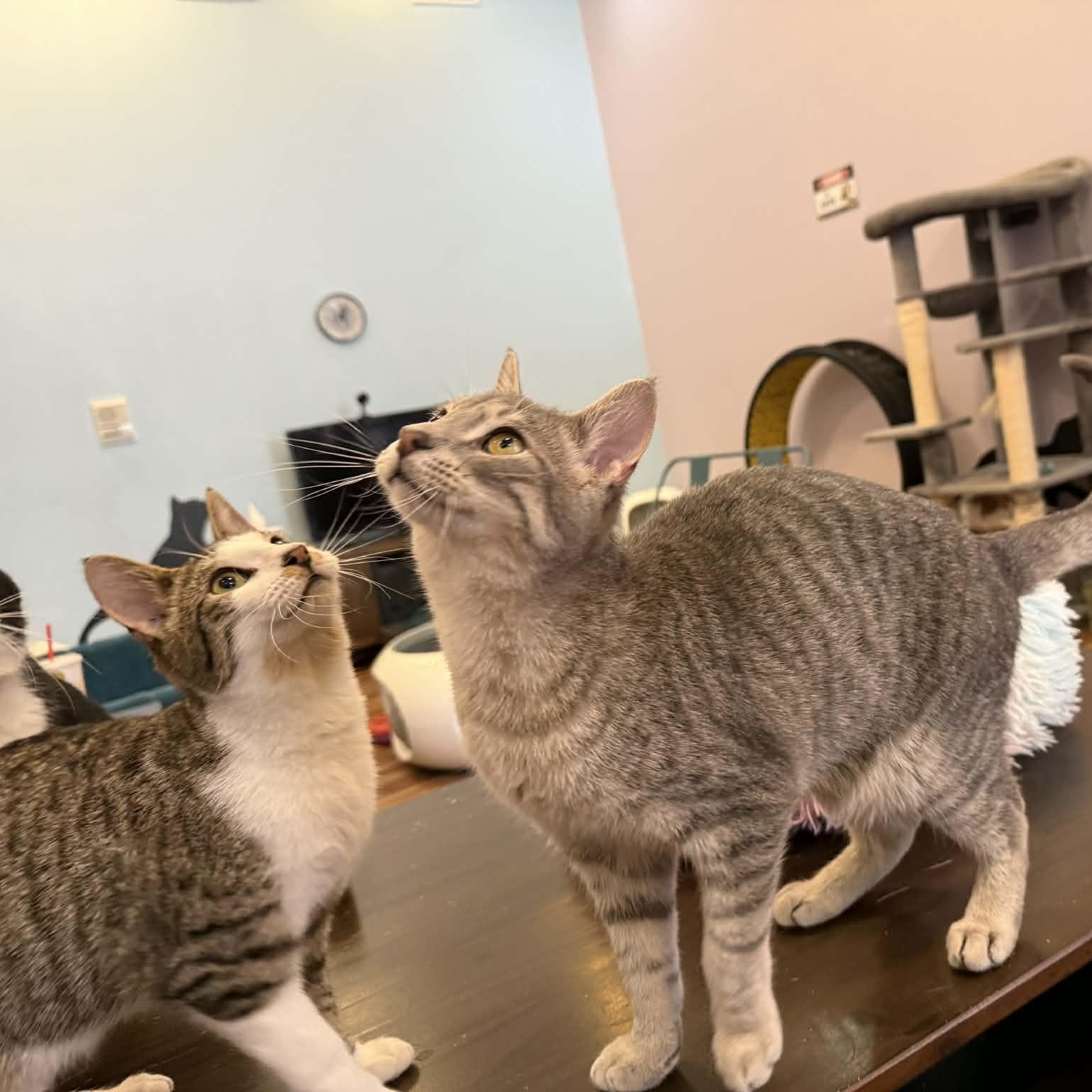 Enlarge Alvin and Simon (Café) , an adopted Tabby in West Lafayette, IN image 1/4