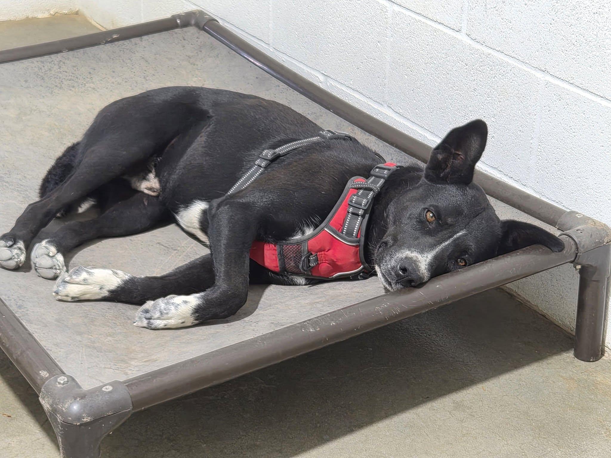 Enlarge Tony, a Adoptable mixed breed in Montague, TX image 2/2