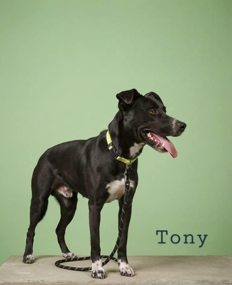 Tony, Adoptable, Adult Male Black Labrador Retriever.