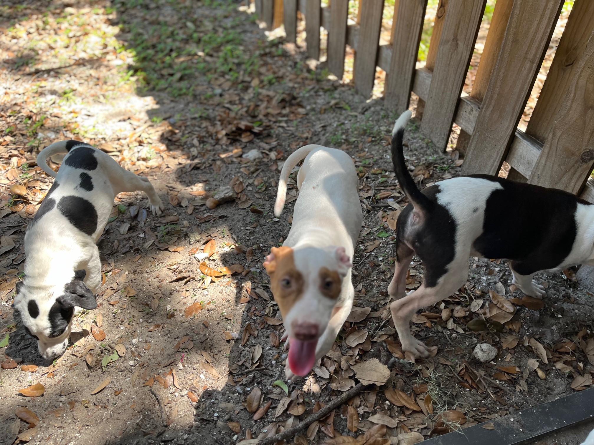 Enlarge KITO  $100 fee, a Adopted mixed breed in Bradenton, FL image 3/4