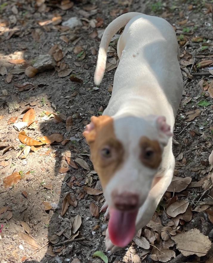 Enlarge KITO  $100 fee, a Adopted mixed breed in Bradenton, FL image 1/4