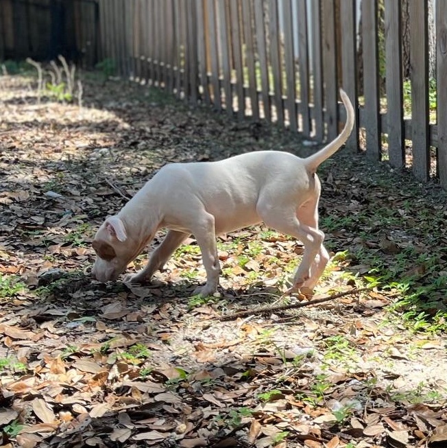 Enlarge KITO  $100 fee, a Adopted mixed breed in Bradenton, FL image 2/4