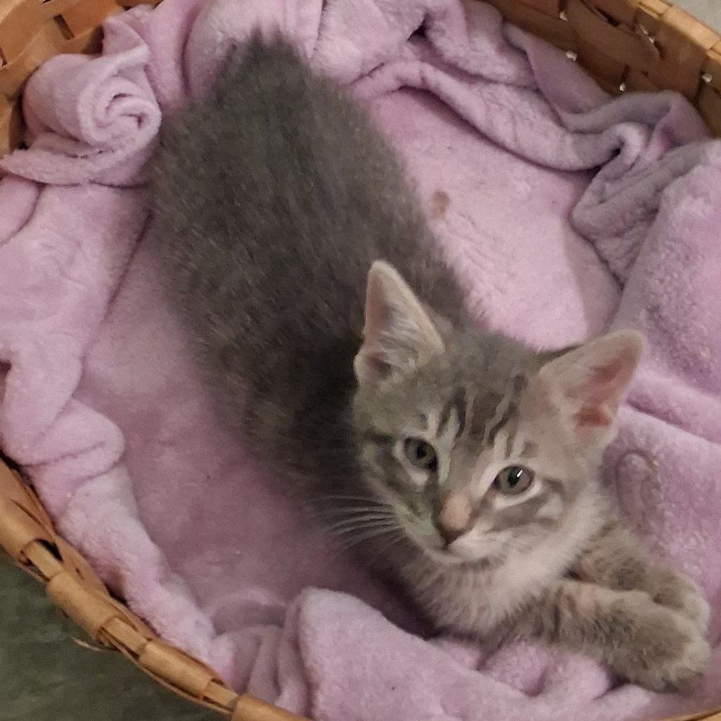 Orzo, ADOPTABLE, Kitten • Male, Domestic Short Hair & American Bobtail.
