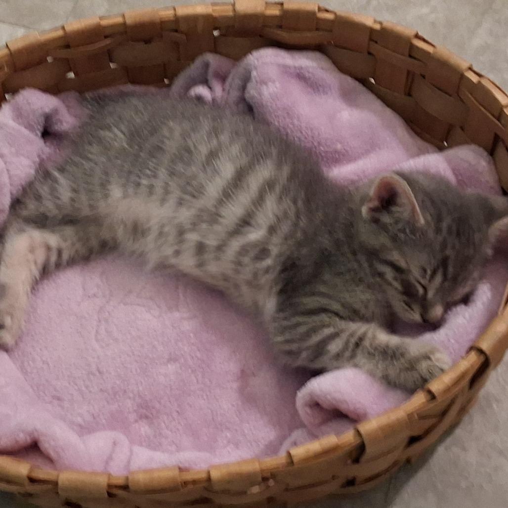 Enlarge Orzo, a Adoptable mixed breed in La Grange, KY image 3/3