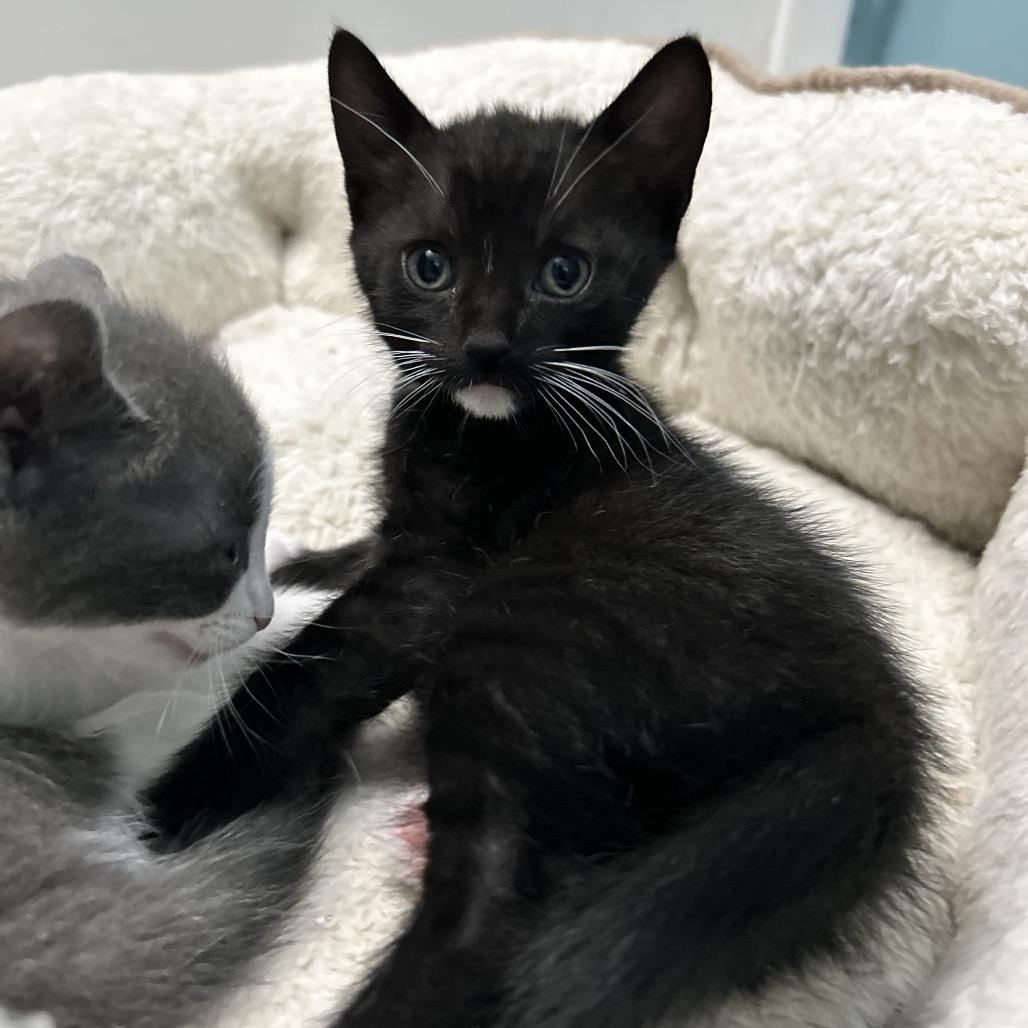 Cookie, Adoptable, Young Female Domestic Short Hair.