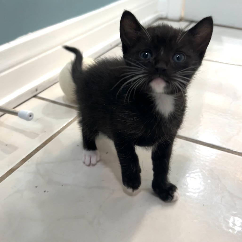 Enlarge Cookie, a Adoptable Domestic Short Hair in Long Beach, CA image 2/5