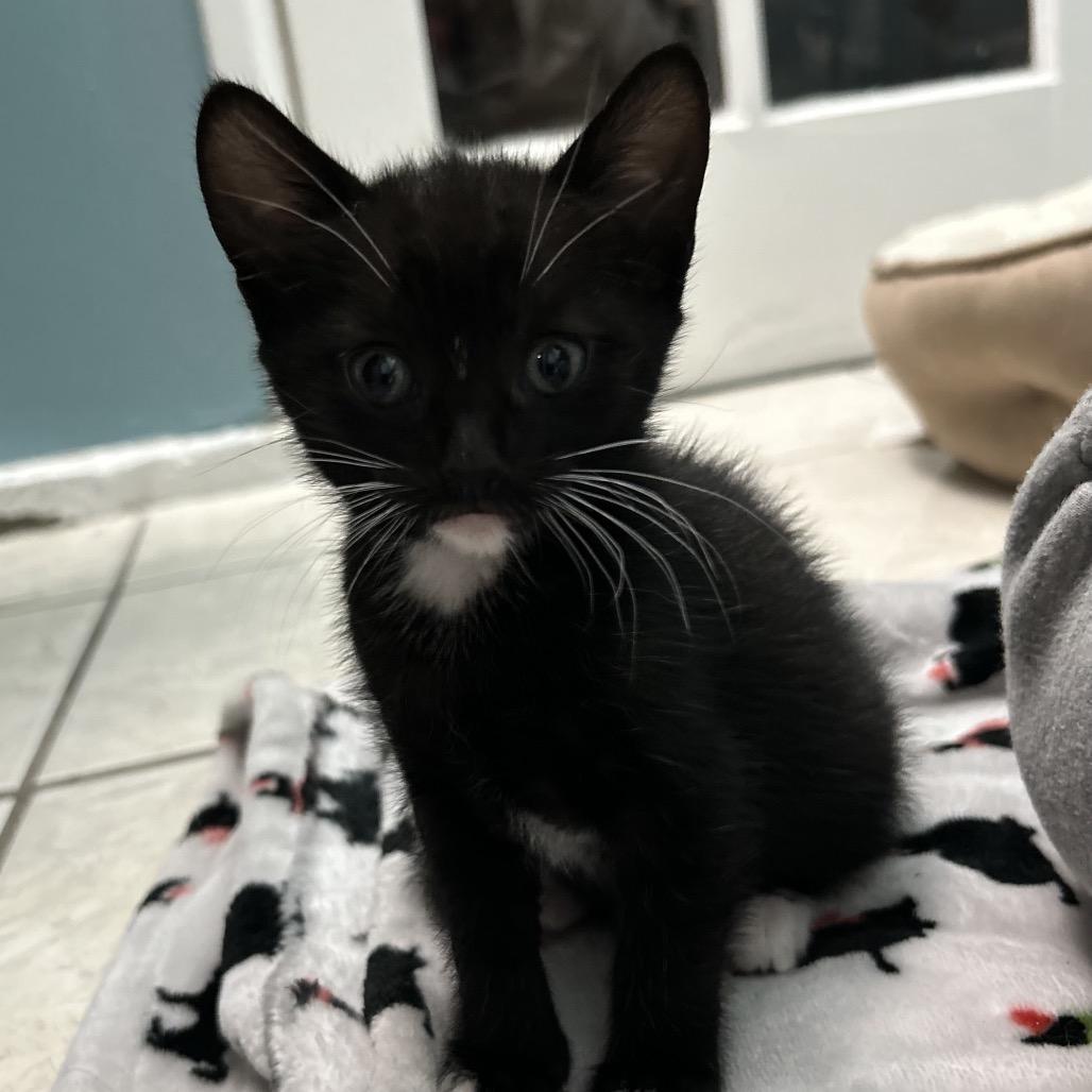 Enlarge Cookie, a Adoptable Domestic Short Hair in Long Beach, CA image 3/5