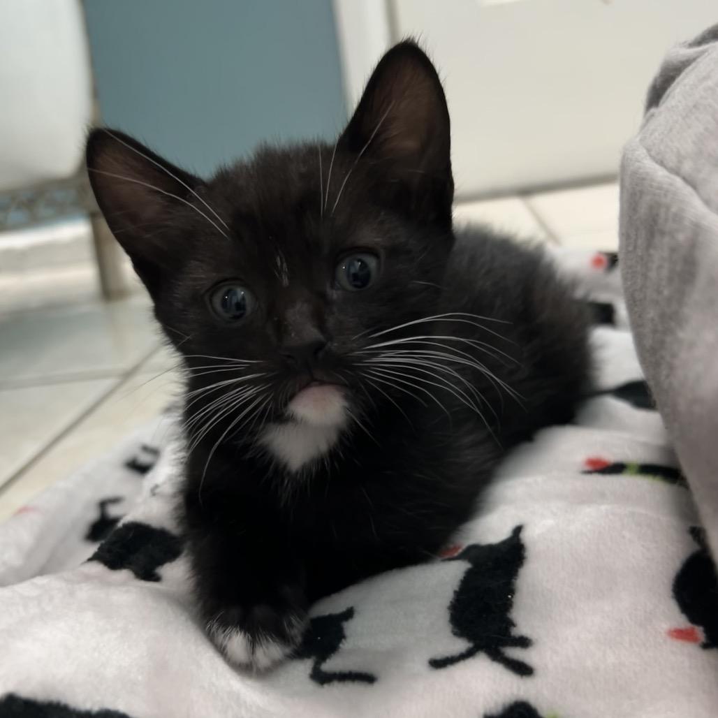 Enlarge Cookie, a Adoptable Domestic Short Hair in Long Beach, CA image 4/5