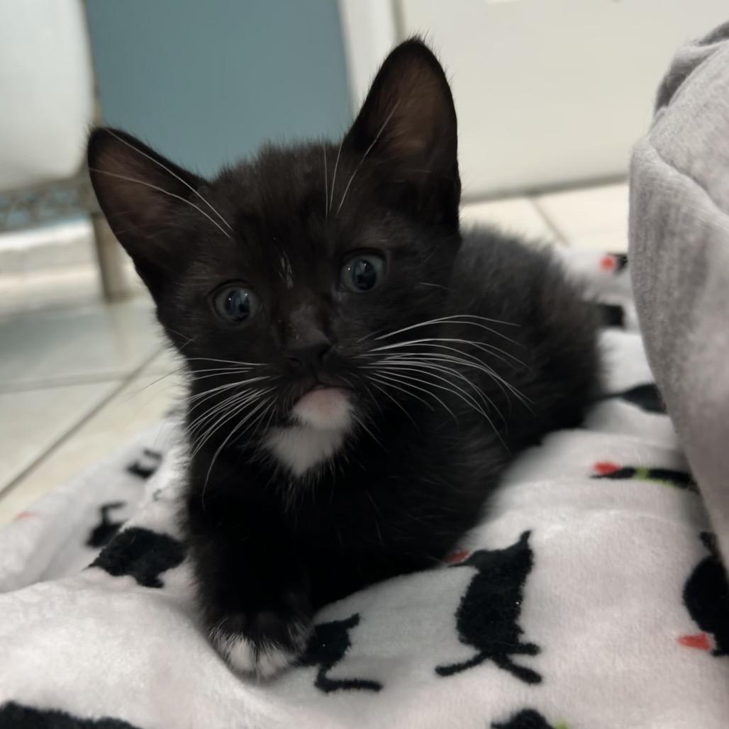 Enlarge Cookie, a Adoptable Domestic Short Hair in Long Beach, CA image 5/5