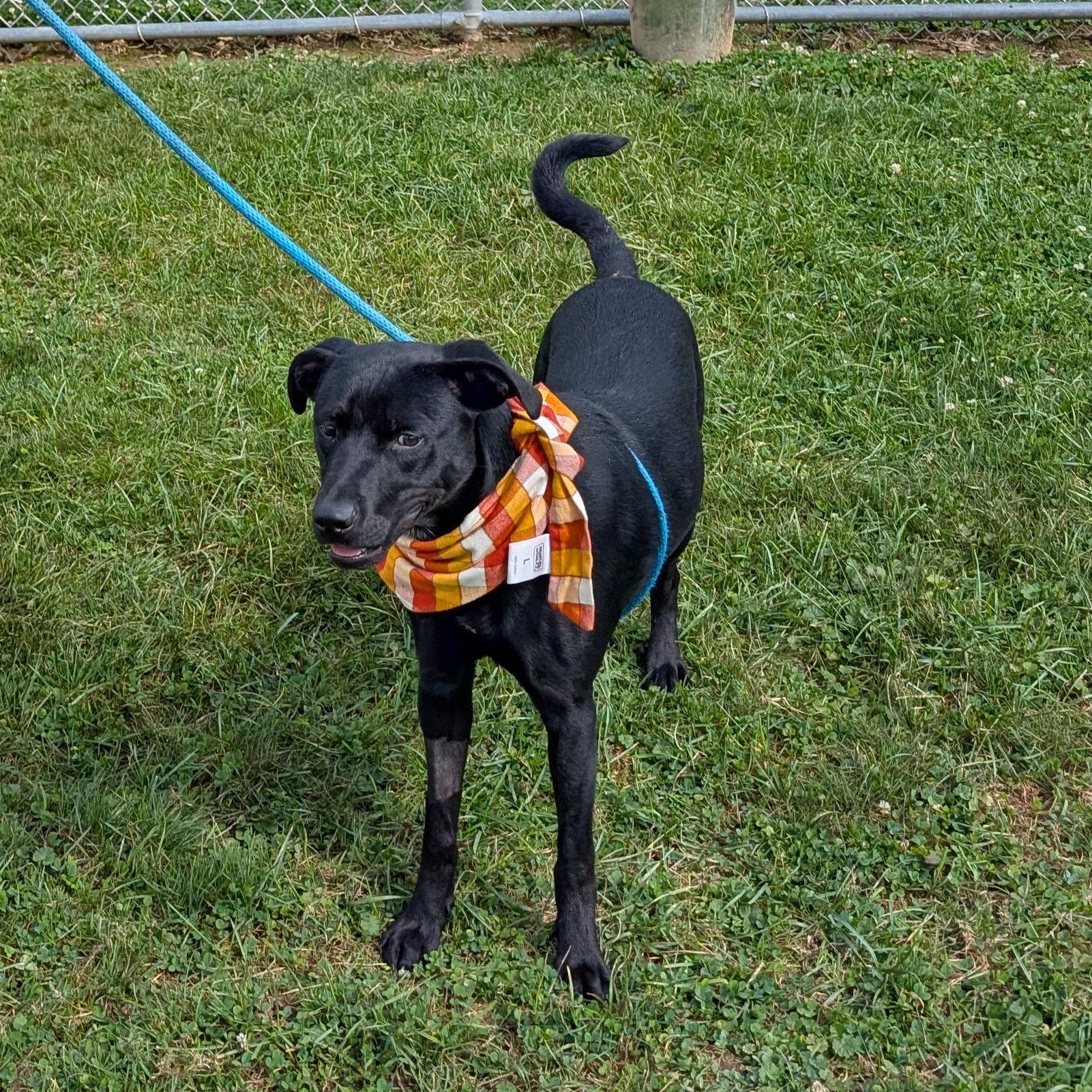 Enlarge 187123 Ziggy, a Adoptable Labrador Retriever image 2/6