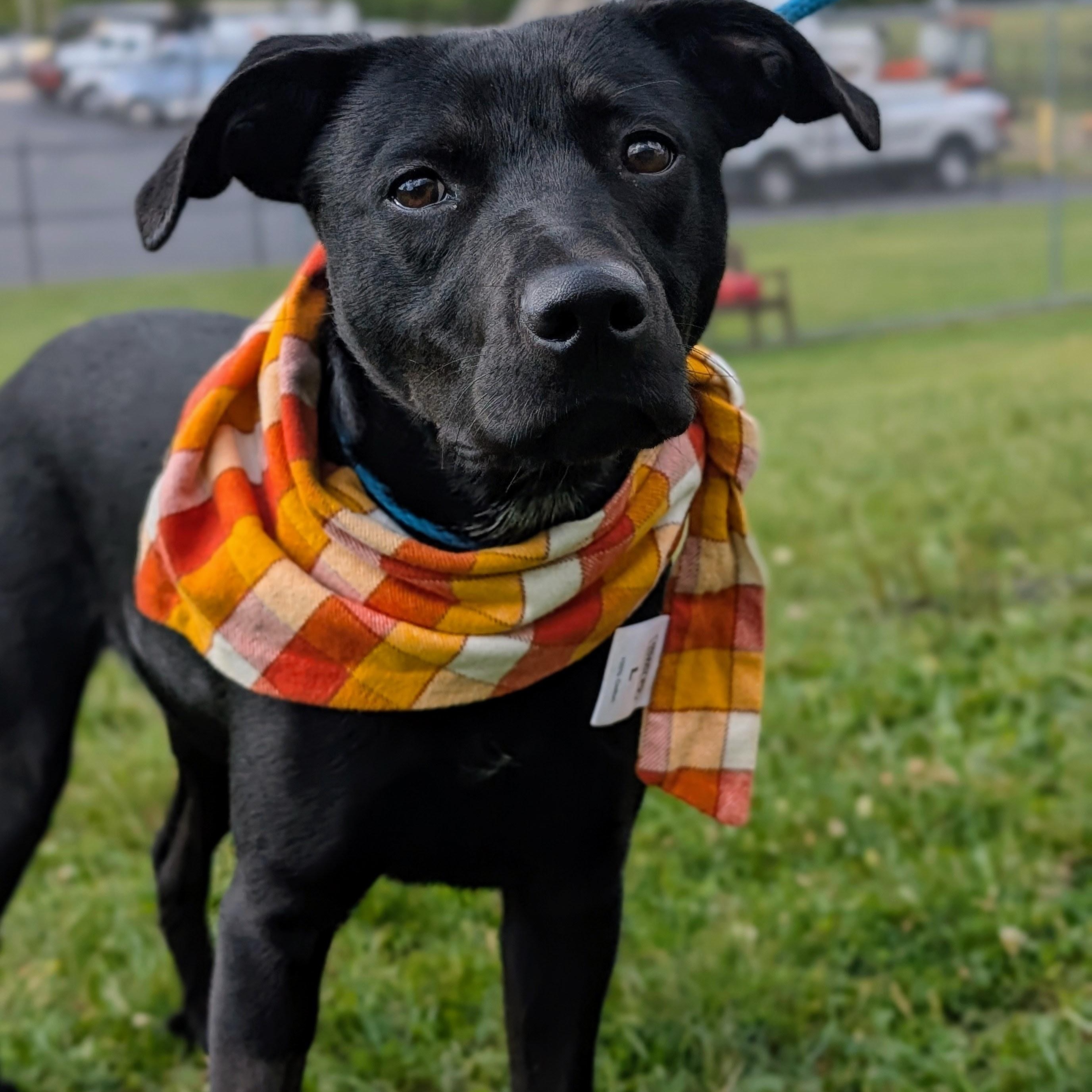 Enlarge 187123 Ziggy, a Adoptable Labrador Retriever image 5/6