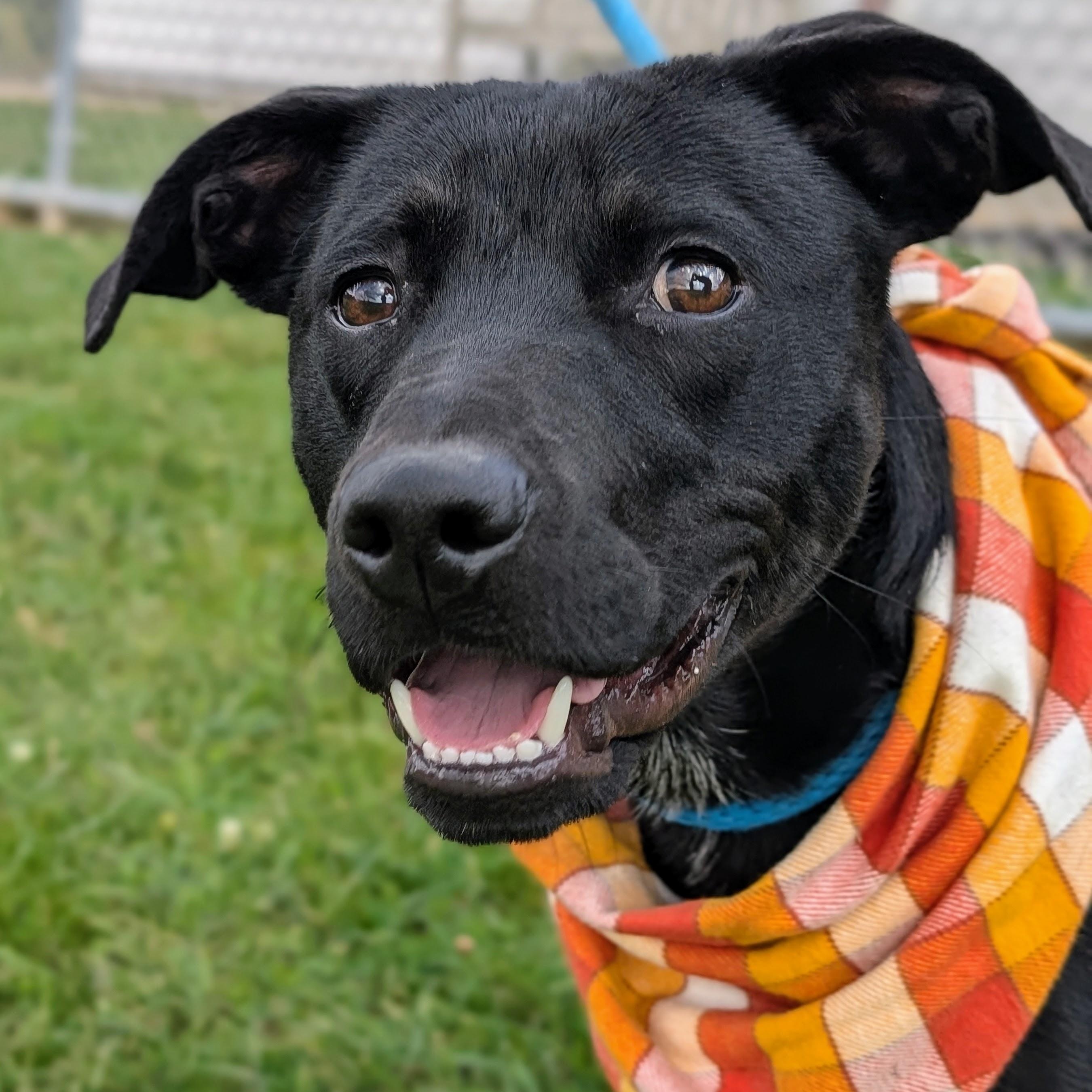 Enlarge 187123 Ziggy, a Adoptable Labrador Retriever image 1/6