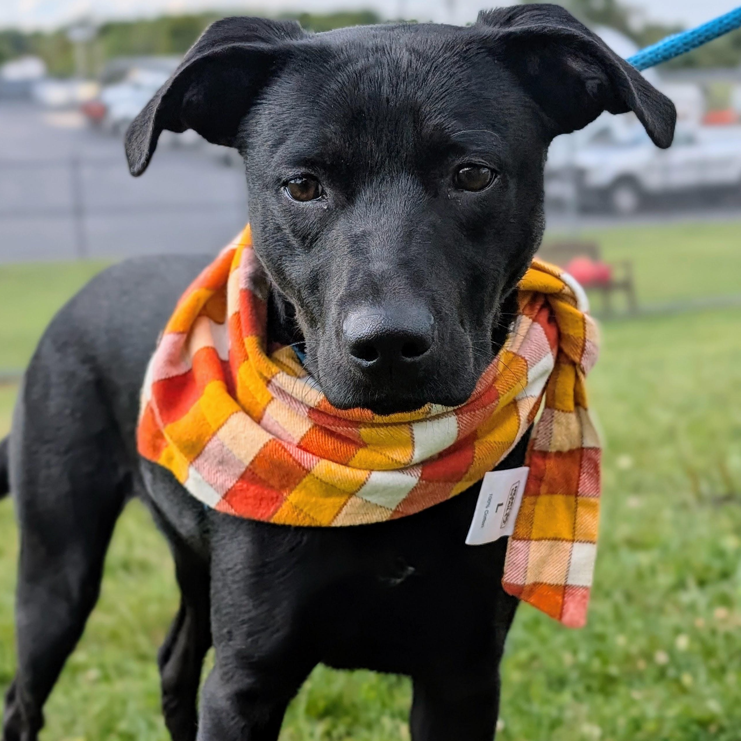 Enlarge 187123 Ziggy, a Adoptable Labrador Retriever image 3/6