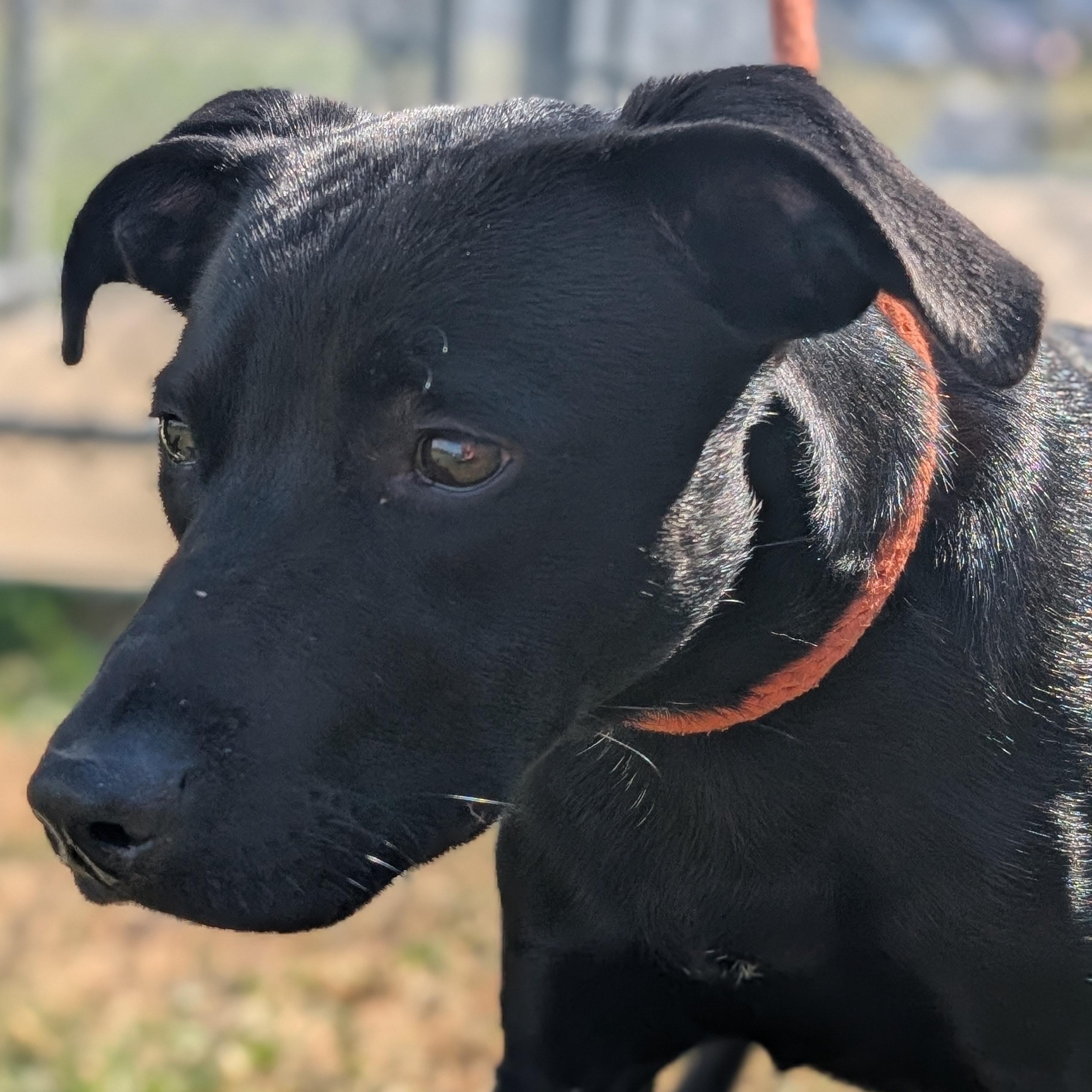 Enlarge 187123 Ziggy, a Adoptable Labrador Retriever image 6/6