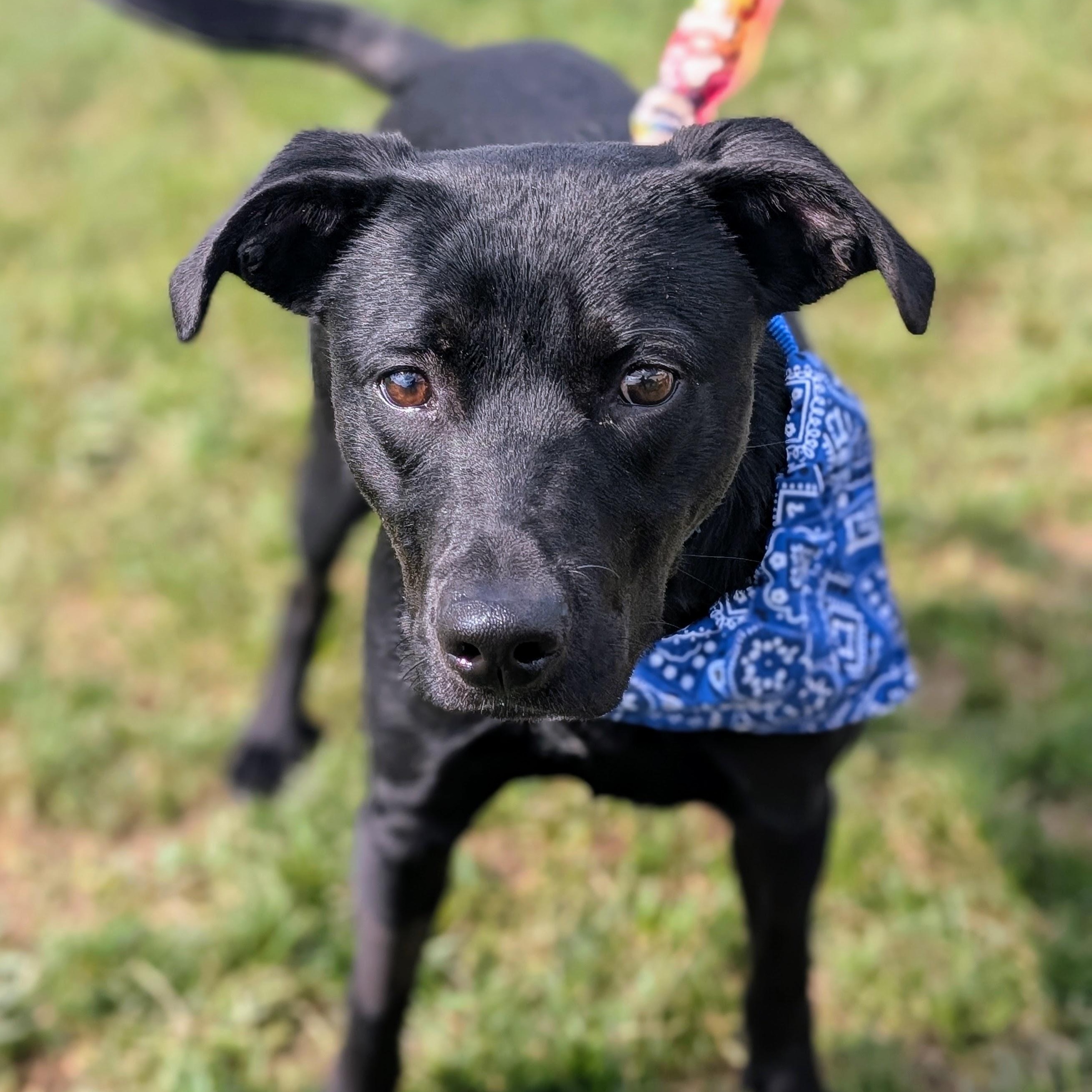 Enlarge 187123 Ziggy, a Adoptable Labrador Retriever image 4/6