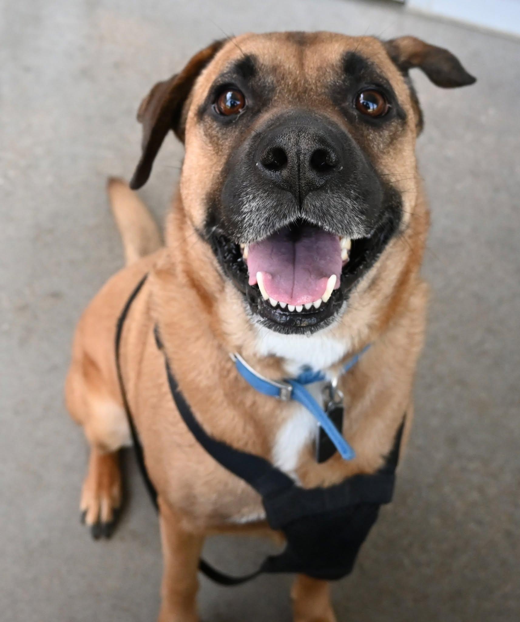 22565 "Bandit", Adoptable, Adult Male Shepherd.