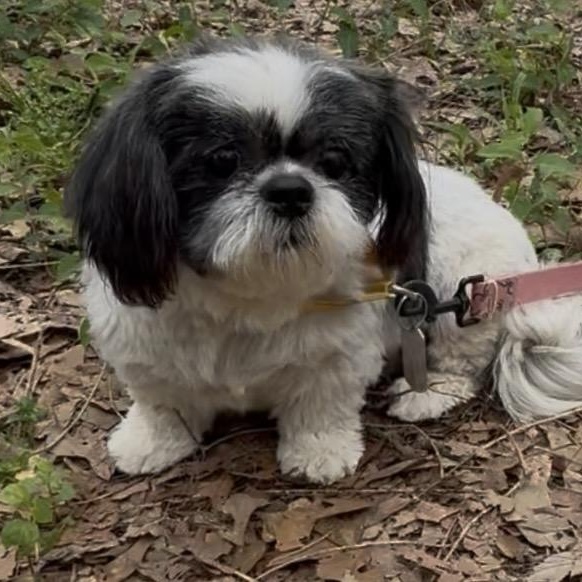 Sage, ADOPTABLE, Adult Female Shih Tzu.