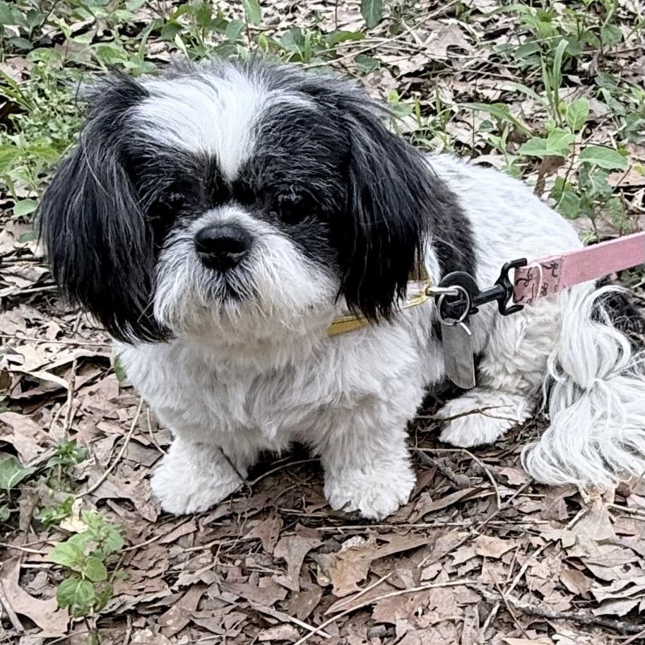 Enlarge Sage, a ADOPTABLE mixed breed in Chicago, IL image 3/6