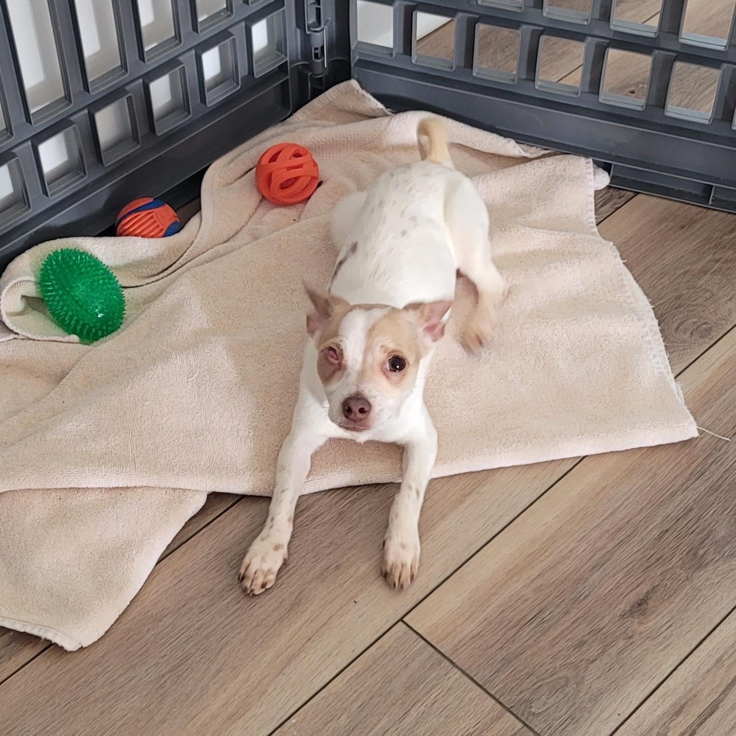 Enlarge Salvadore, an adopted mixed breed in Midlothian, VA image 1/1