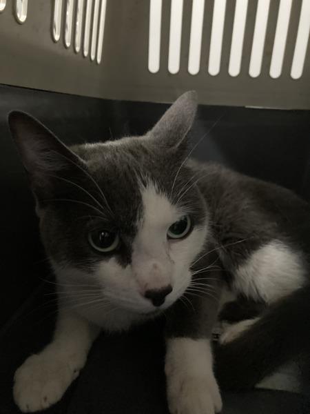 Star, a Adoptable mixed breed in Winnipeg, MB image 2/2