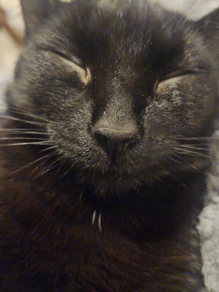 Shadow 3, Adoptable, Young Female Domestic Short Hair.