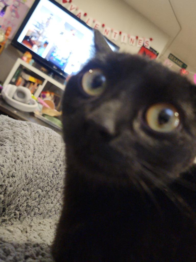 Enlarge Shadow 3, a Adoptable Domestic Short Hair in Arthur, ON image 3/5