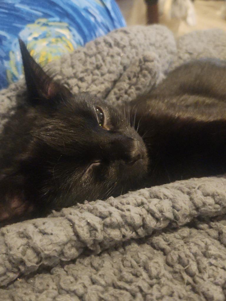 Enlarge Shadow 3, a Adoptable Domestic Short Hair in Arthur, ON image 4/5