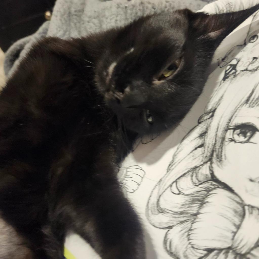 Enlarge Shadow 3, a Adoptable Domestic Short Hair in Arthur, ON image 5/5