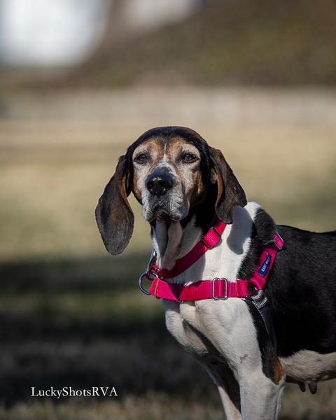 Enlarge Pepper , an adoptable Coonhound in Powhatan, VA image 1/1