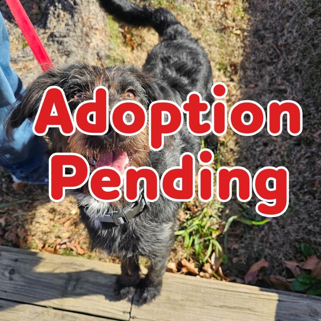 Cider 25-141, Adoptable, Adult Female Terrier.