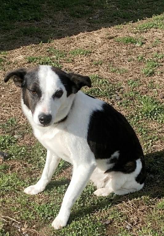 Enlarge Baby Girl, a Found Mixed Breed in Beebe, AR image 1/1