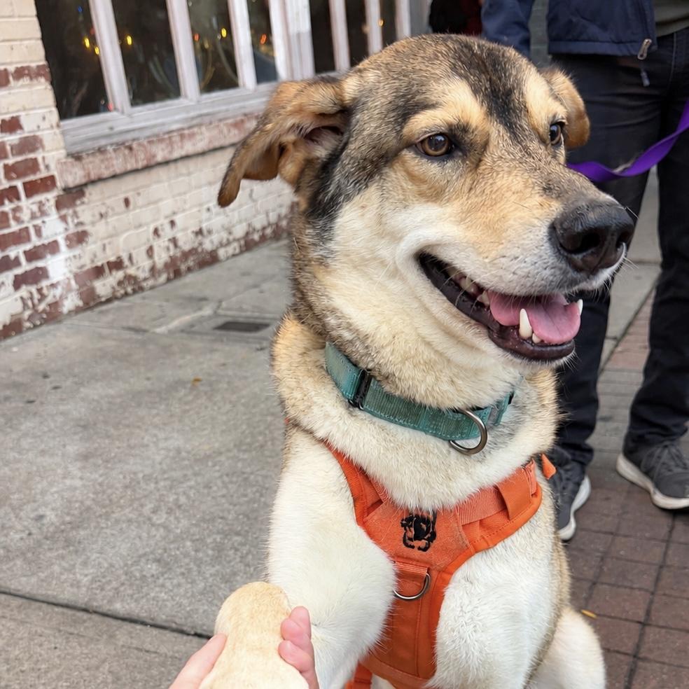 Milo, Adoptable, Adult Male Shepherd & Husky.