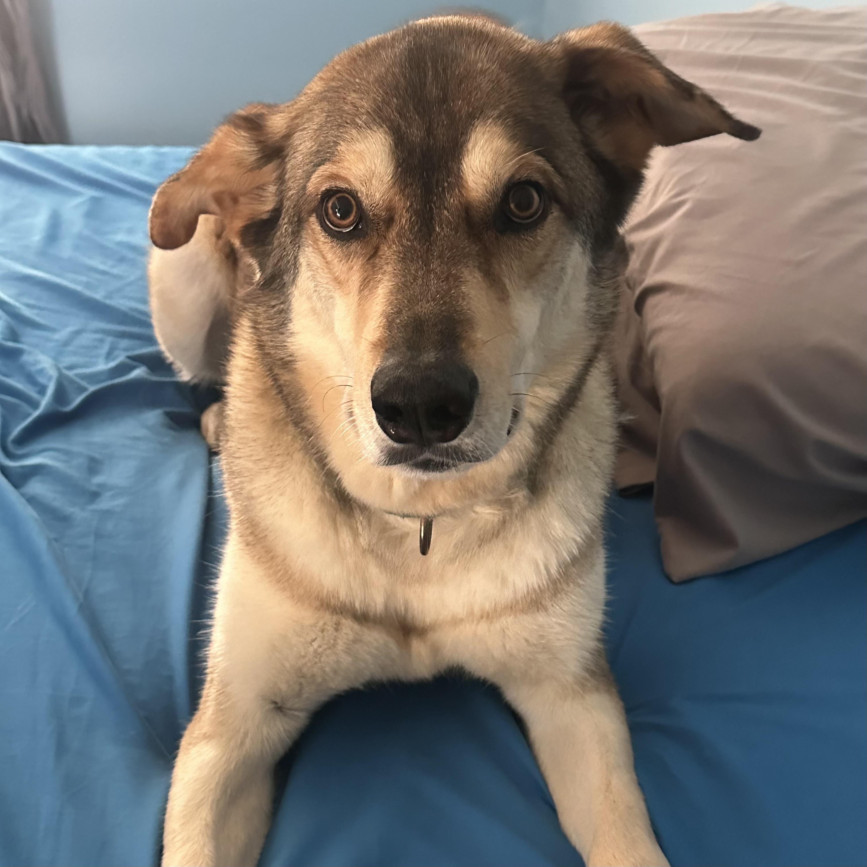 Enlarge Milo, a Adoptable mixed breed in Punta Gorda, FL image 2/6