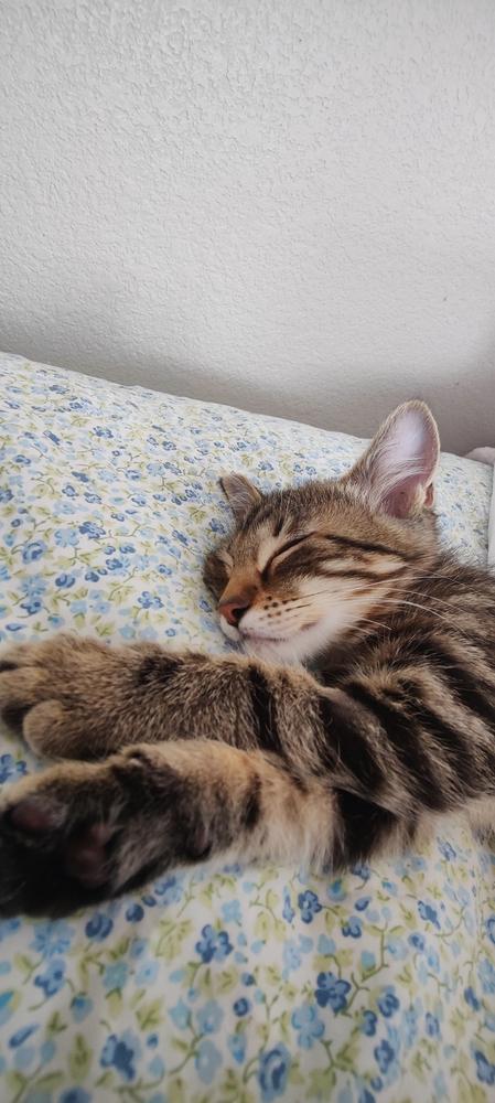Ash, Adoptable, Kitten Female Domestic Short Hair.