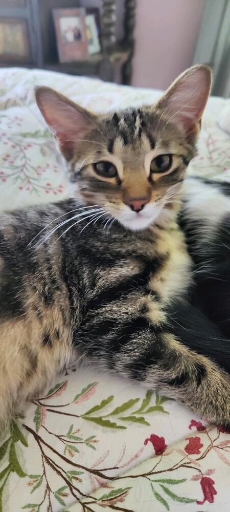 Enlarge Ash, a Adoptable mixed breed in Lafayette, CO image 2/4