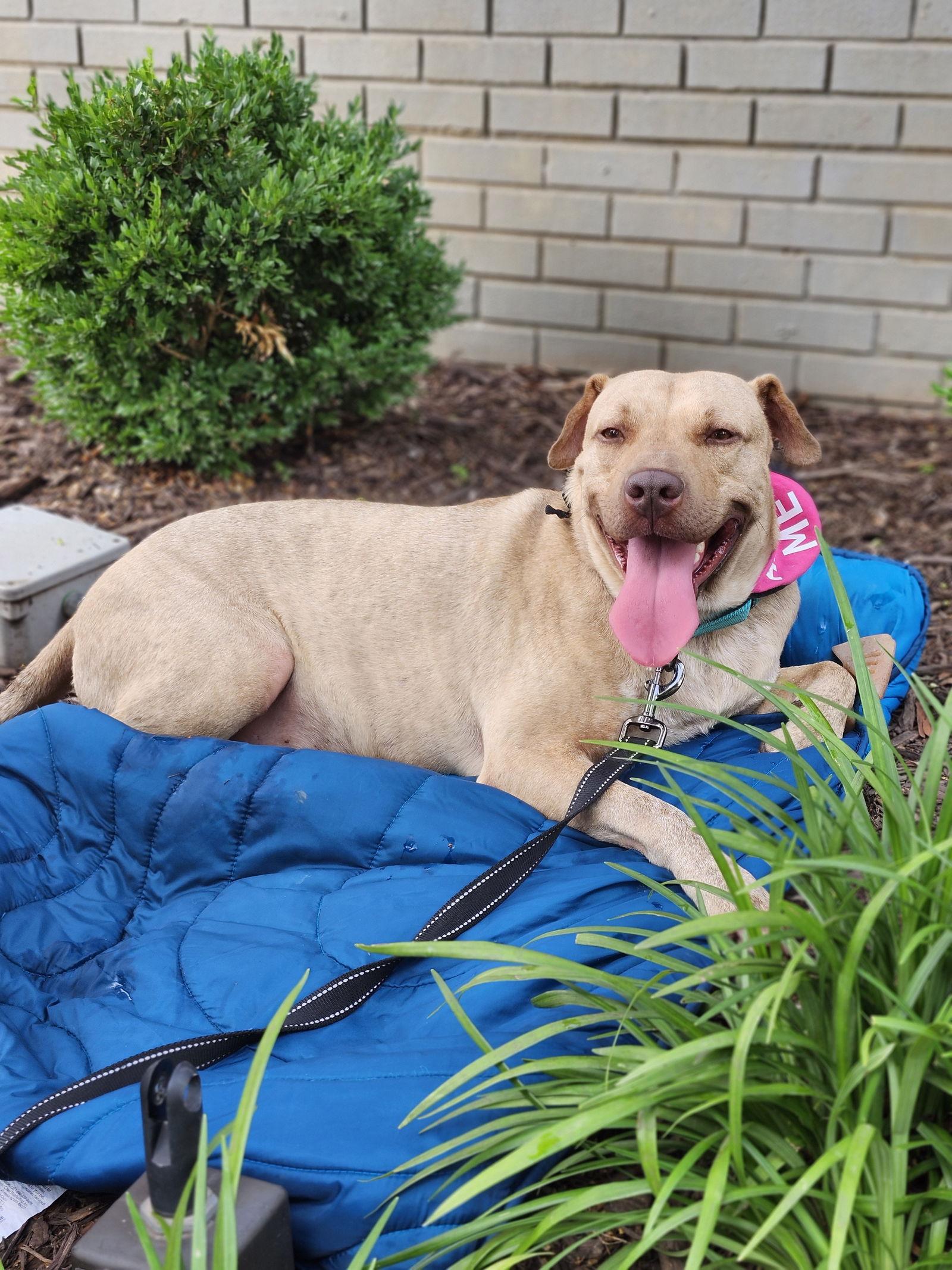 CONAN, a Adoptable mixed breed in Atlanta, GA image 1/3