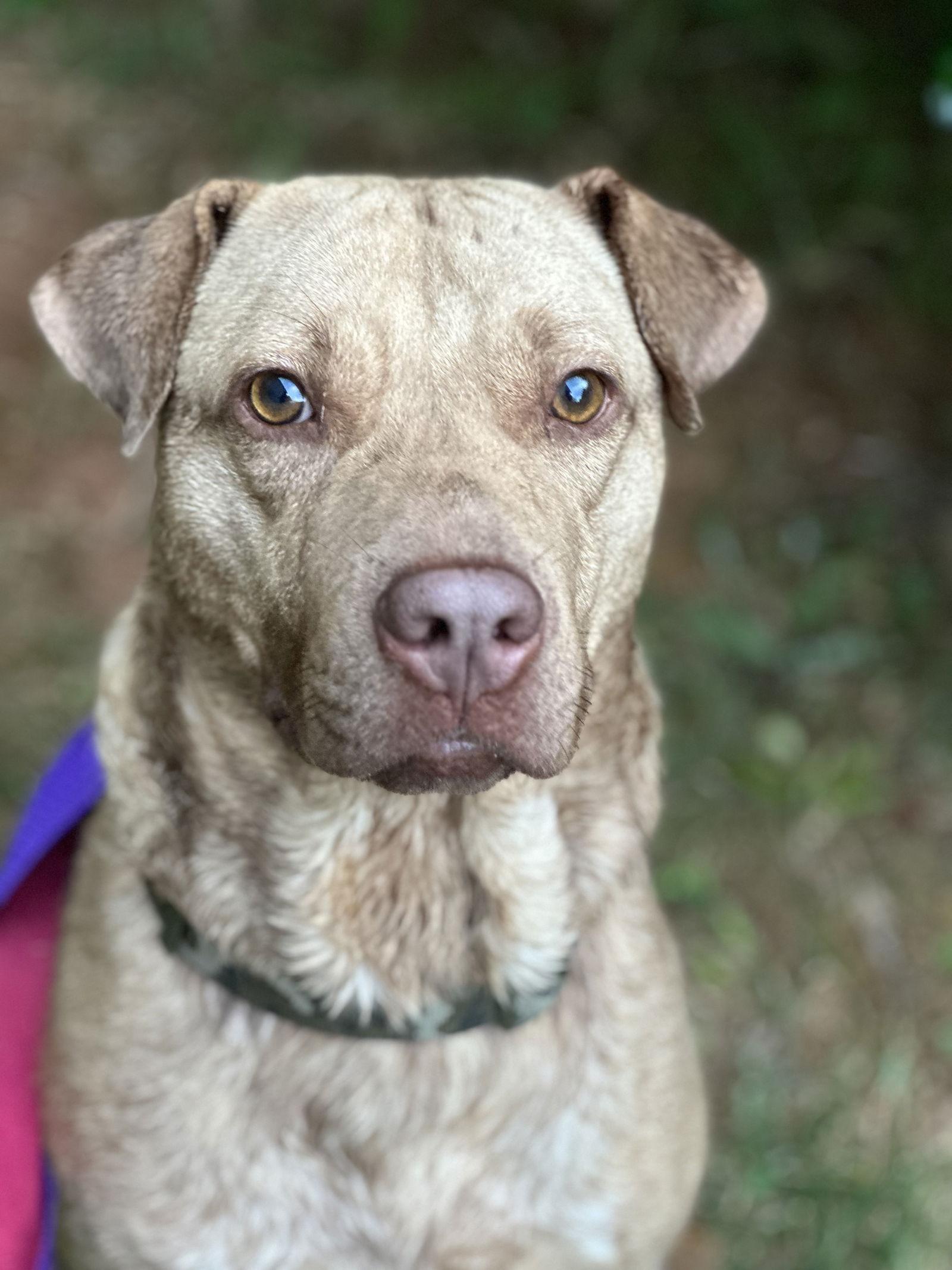 CONAN, a Adoptable mixed breed in Atlanta, GA image 2/3