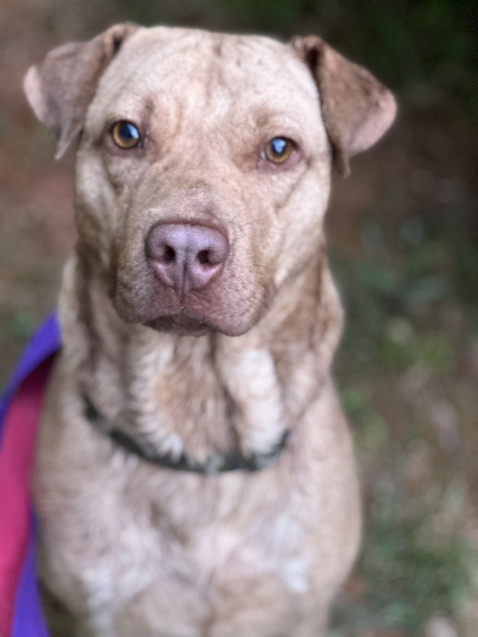 CONAN, a Adoptable mixed breed in Atlanta, GA image 3/3