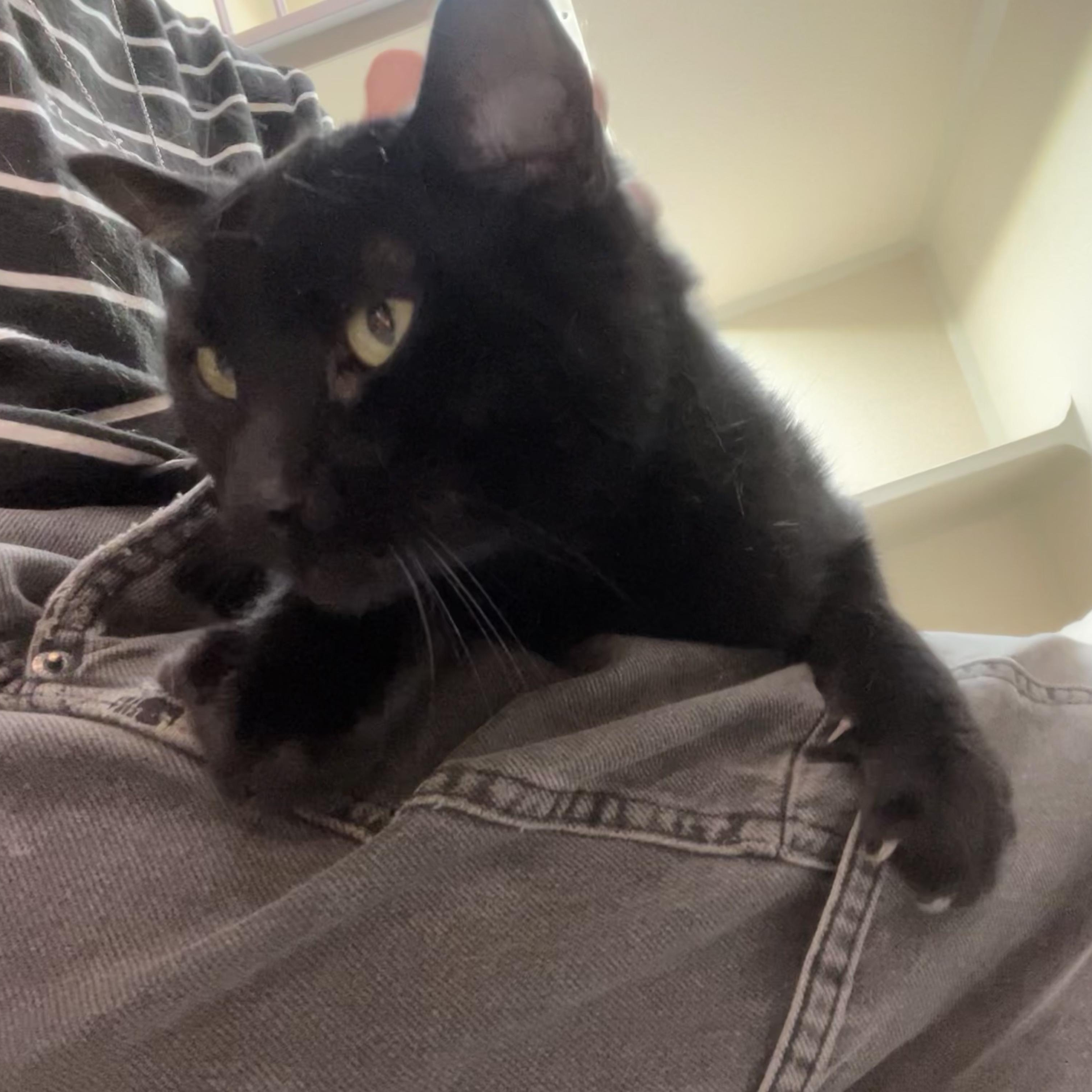 Enlarge Stealth, a Adoptable Domestic Short Hair in Quincy, CA image 3/5