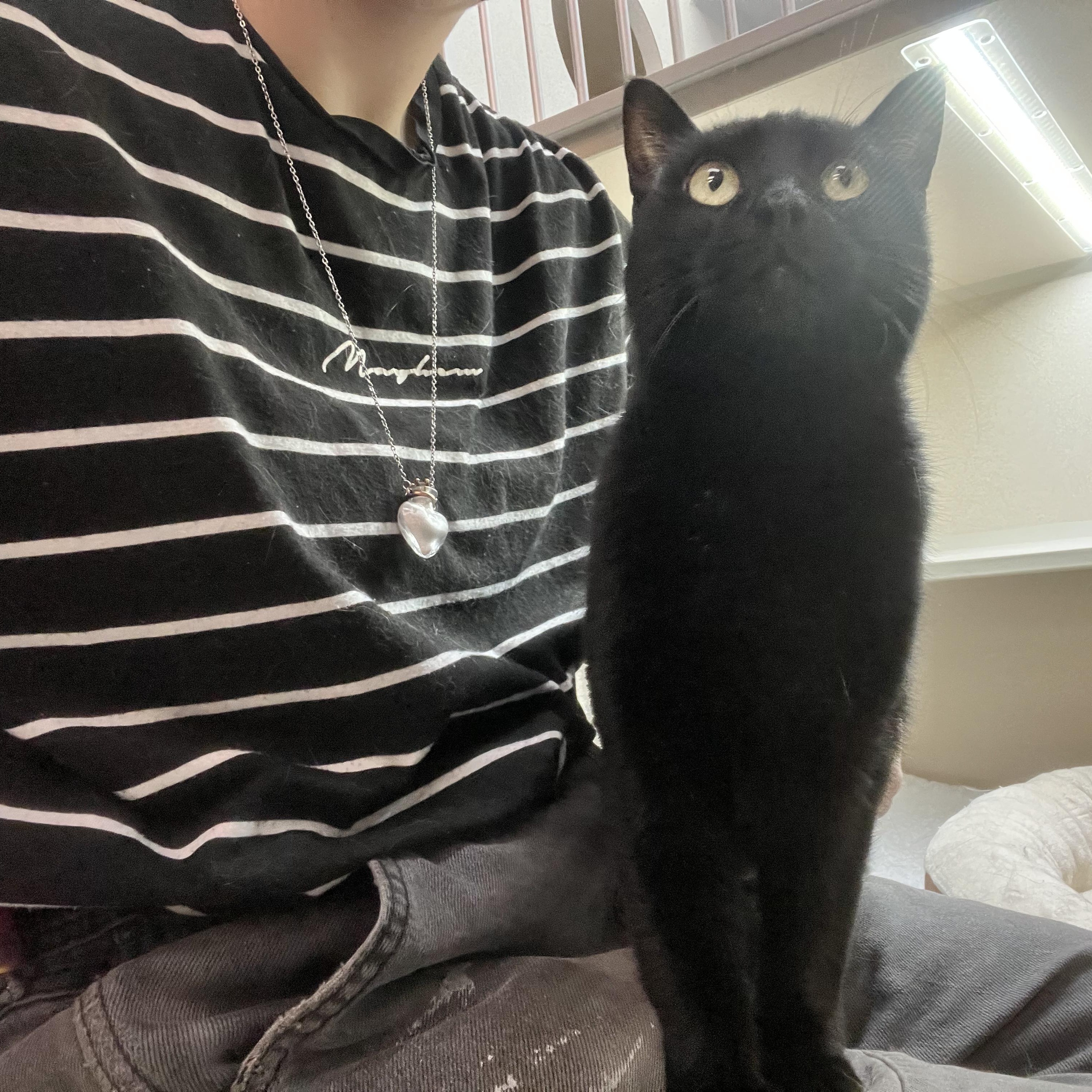 Enlarge Stealth, a Adoptable Domestic Short Hair in Quincy, CA image 4/5