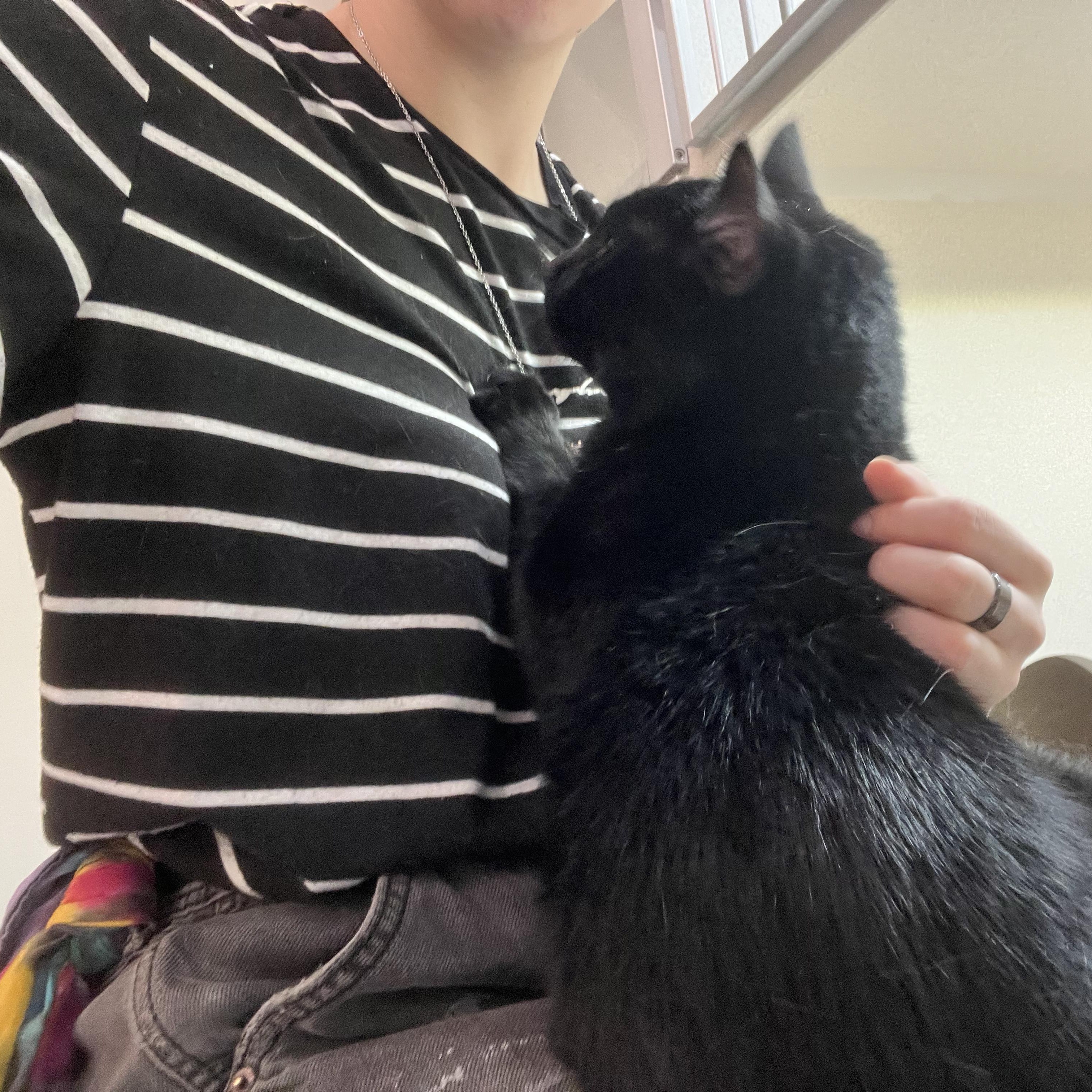 Enlarge Stealth, a Adoptable Domestic Short Hair in Quincy, CA image 5/5