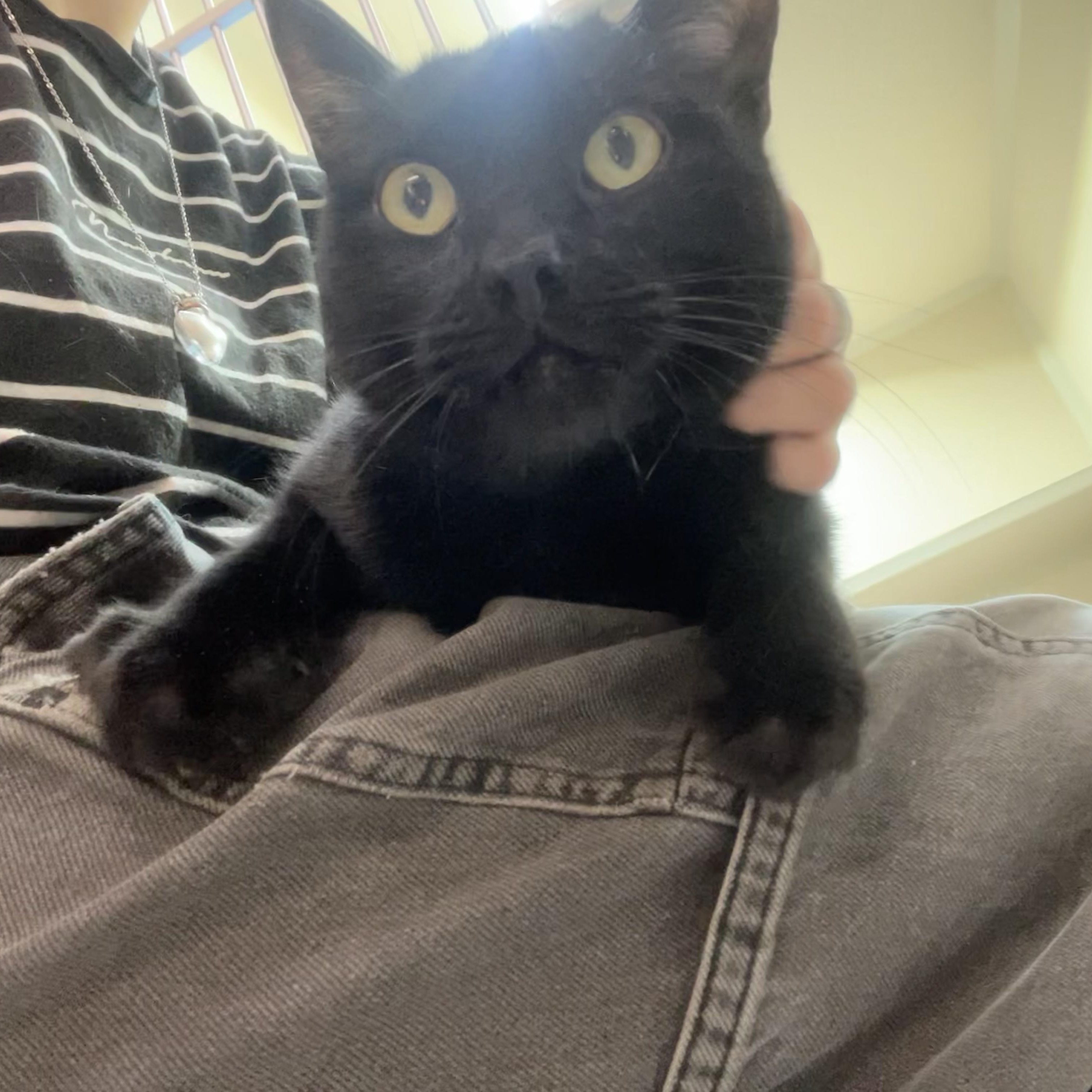 Enlarge Stealth, a Adoptable Domestic Short Hair in Quincy, CA image 2/5