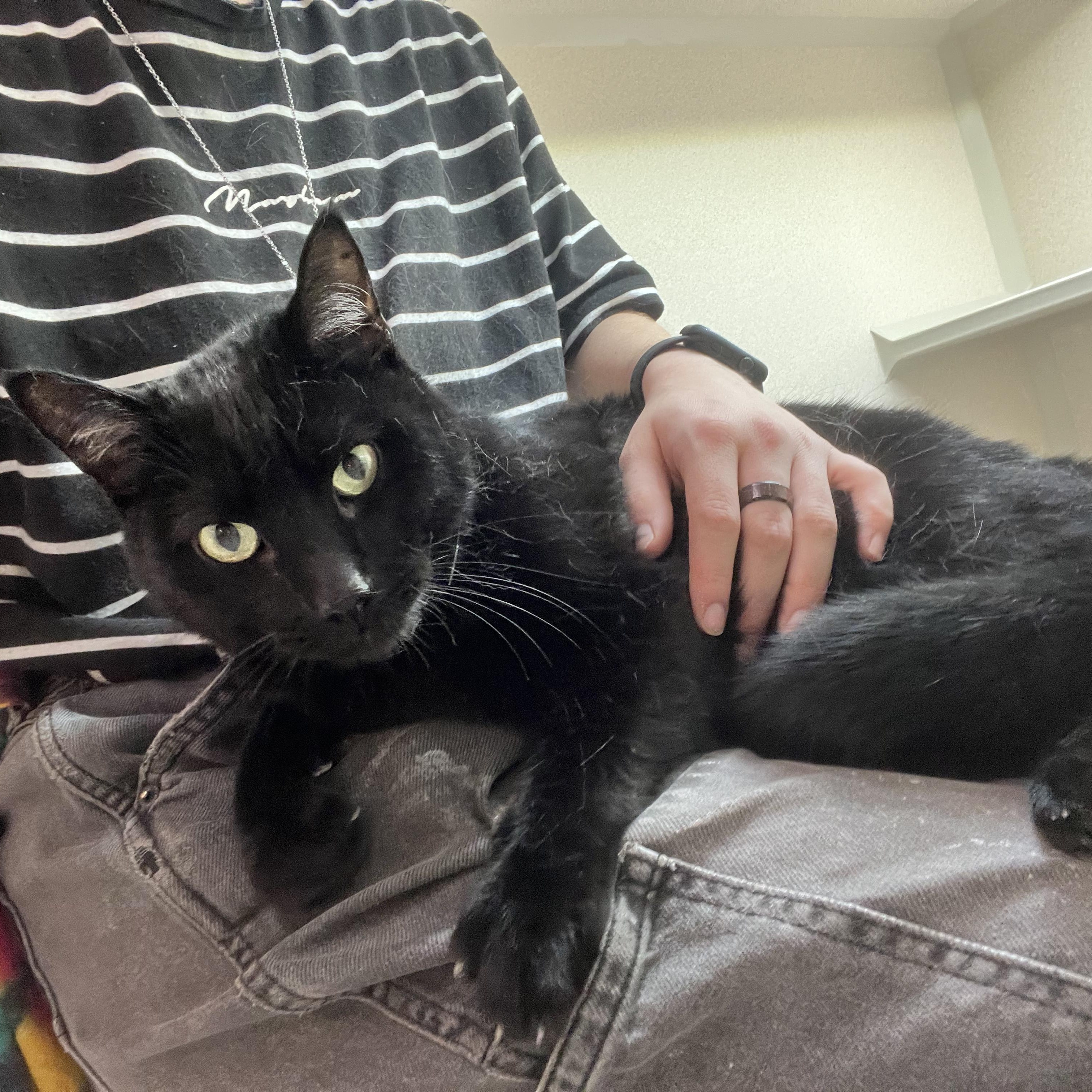 Enlarge Stealth, a Adoptable Domestic Short Hair in Quincy, CA image 1/5
